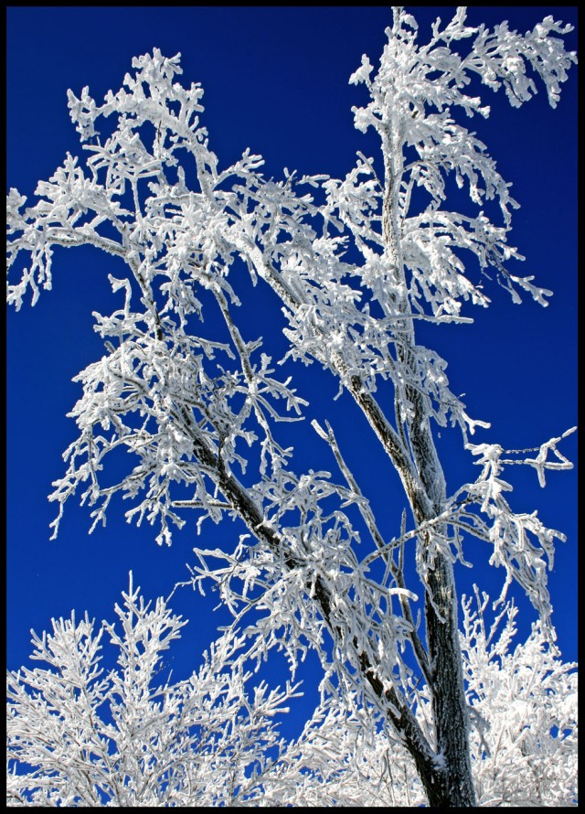 Ice-encrusted branch