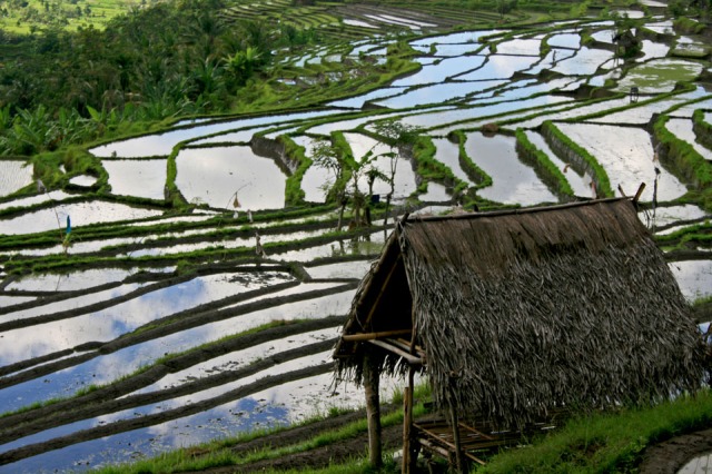 Rice field shelter