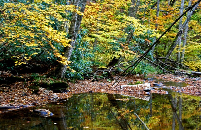 fall reflections in stream