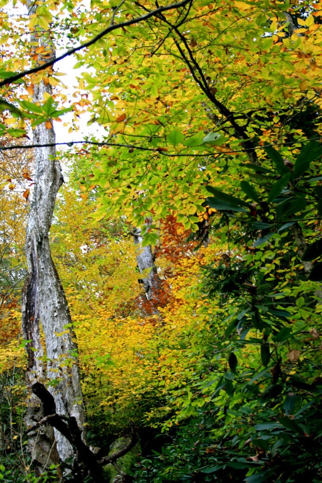 fall woods scene