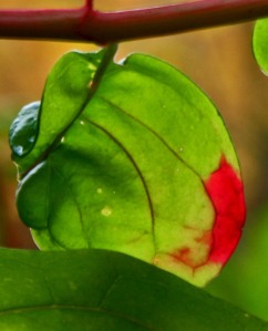 poke leaf reddening