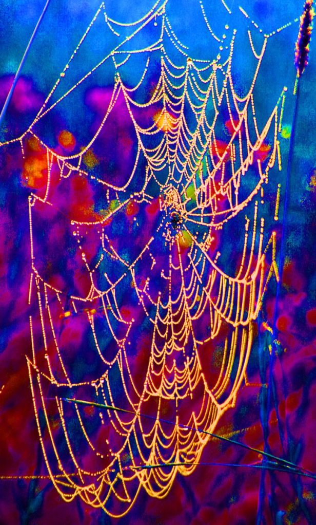 psychedelic web