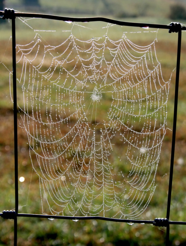 the first spiderweb