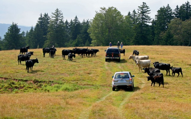 driving thru a herd of cows
