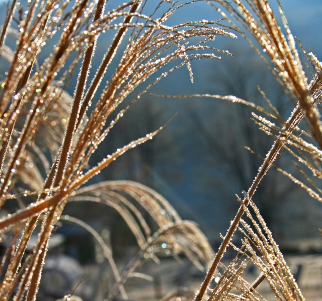 frost on grasses