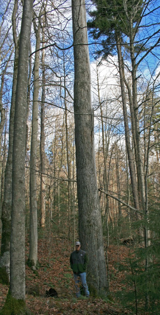 Dwarfed by a giant spruce tree