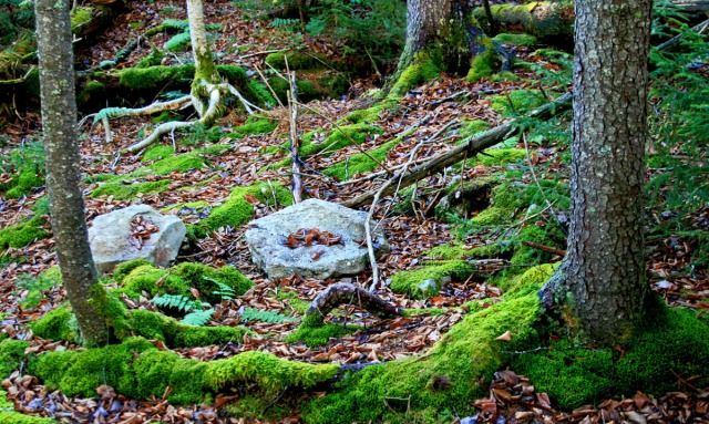 rocks, roots and moss
