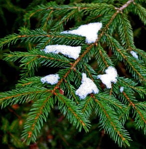 snow on spruce branch
