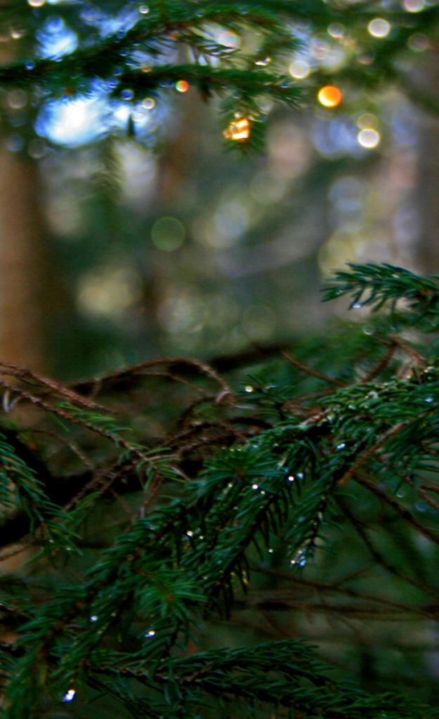 waterdrops on spruce branch