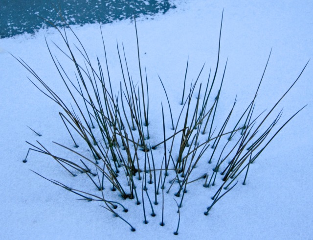 Reeds in frozen pond