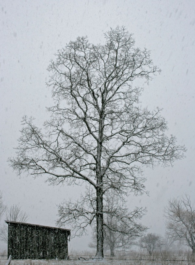 Barn and Tree in Snowstorm