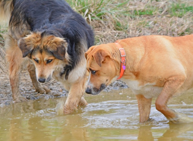 dogs in pond