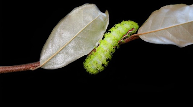 caterpillar on twig 