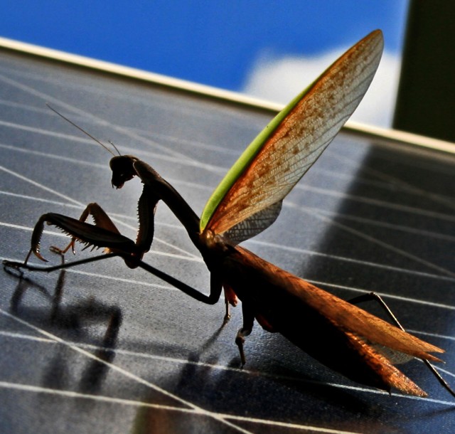 mantis on solarpanel with winglift