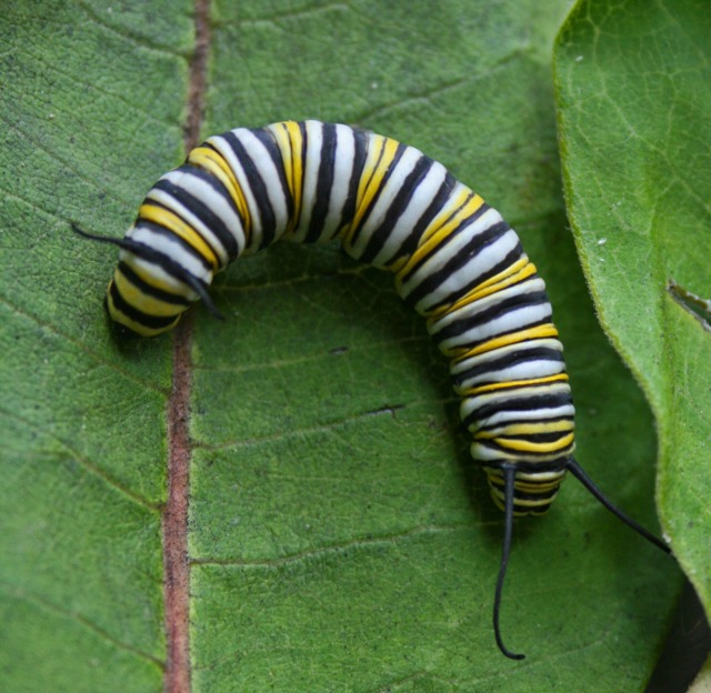 swallowtail caterpillar on leaf