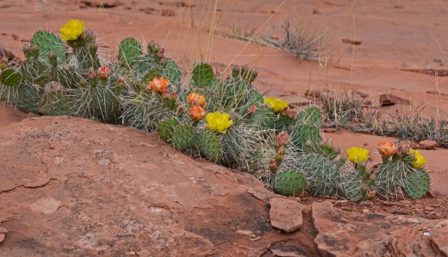 cacti on a ledge