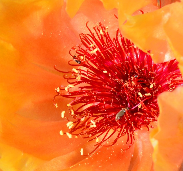 orange cactus flower with insects
