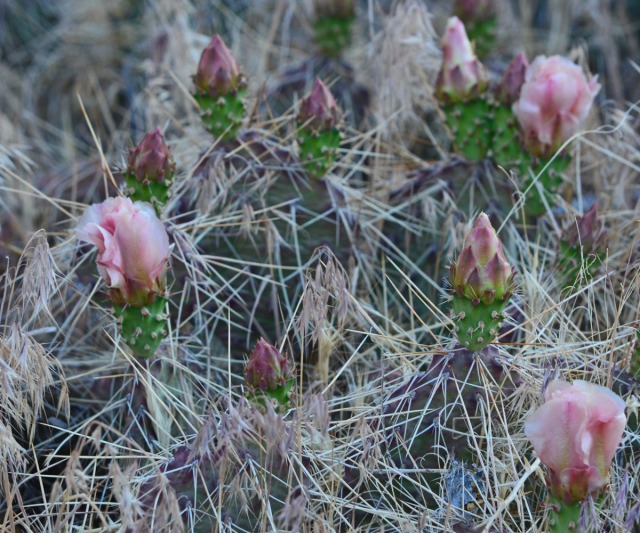 pink cacti and dry grasses