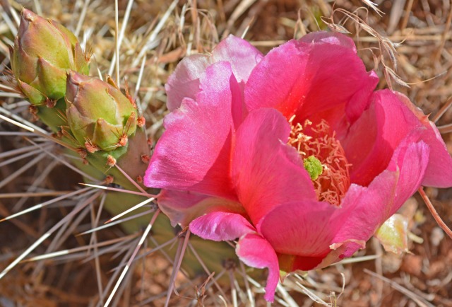 pink cacti blossom with two buds