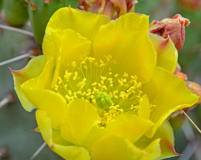 single yellow cactus flower