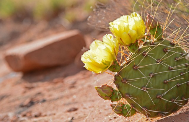 yellow cactus with rock