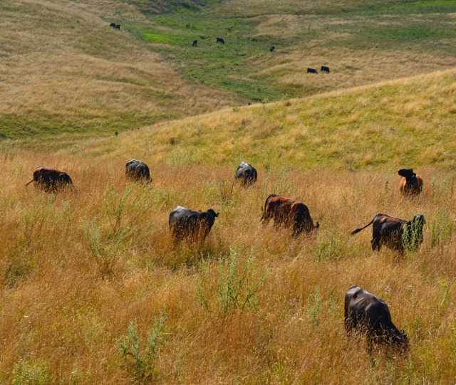 cattle herd in summer pasture
