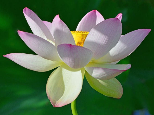A perfect lotus flower 