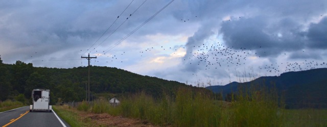 a cloud of birds