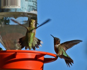 A male and female at the feeder