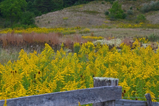 Goldenrod behind the fence