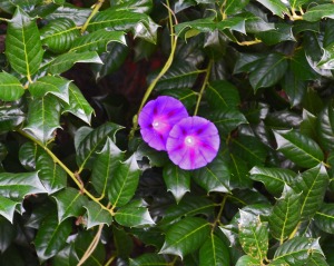 morning glories in the holly