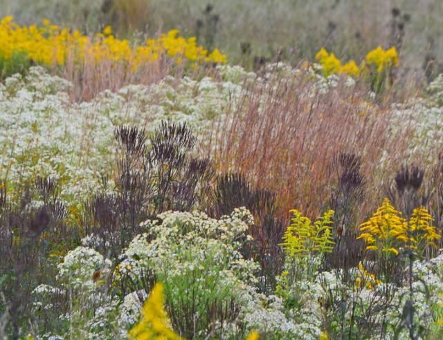 Pink grasses and fleabane