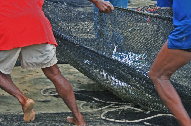 Fishermen bringing in the net