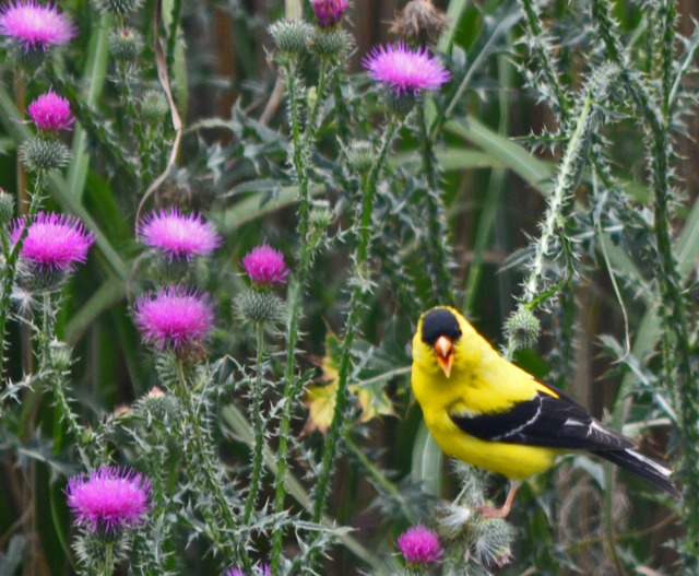 Goldfinch on thistles