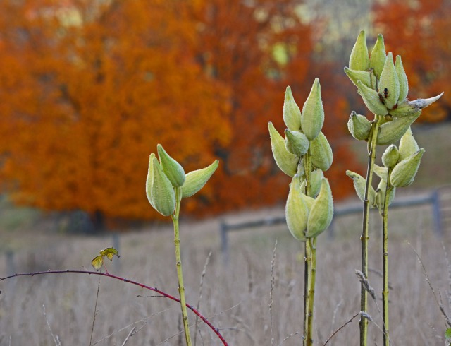 stand of milkweed