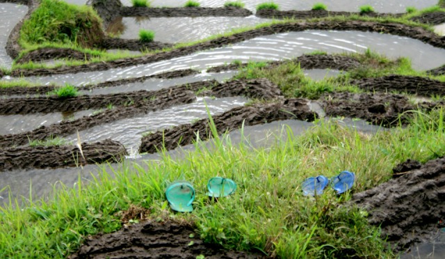 flipflops at edge of rice fields
