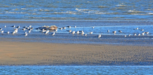 birds on sandbank