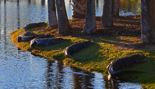 five alligators