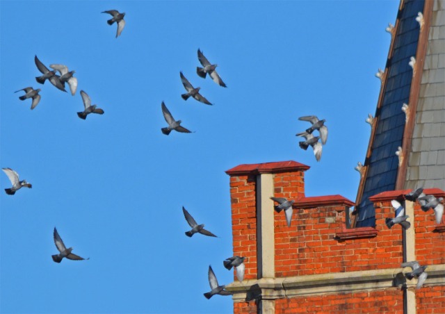 Pigeon flock 