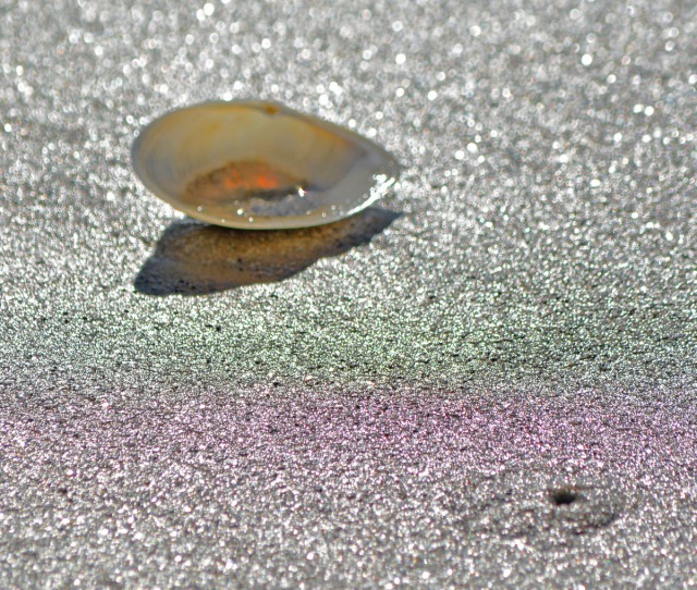 shell in shimmering sand