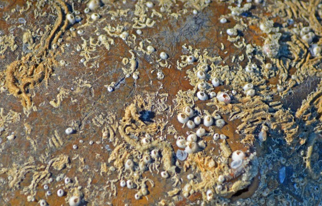 tiny shells on horseshoe crab