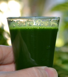 a shot of wheatgrass juice