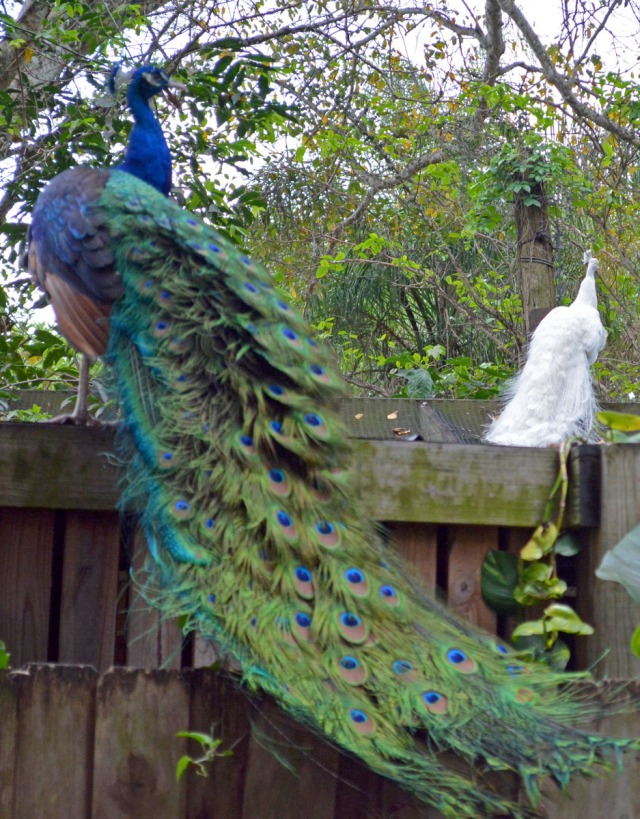 peacock couple