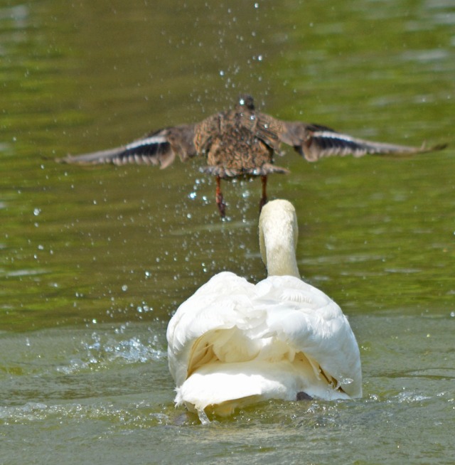 duck flies off