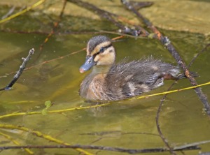 duckling hide-out