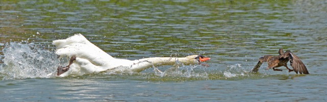 swan counter attacks