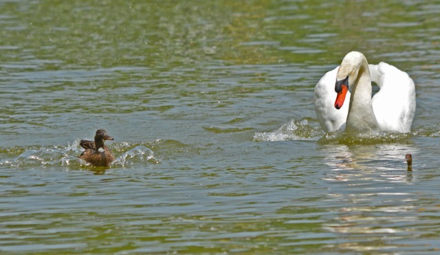 Swan pursues duckling