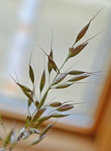 grass with seeds