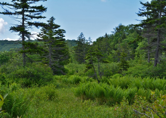 bog with tall trees