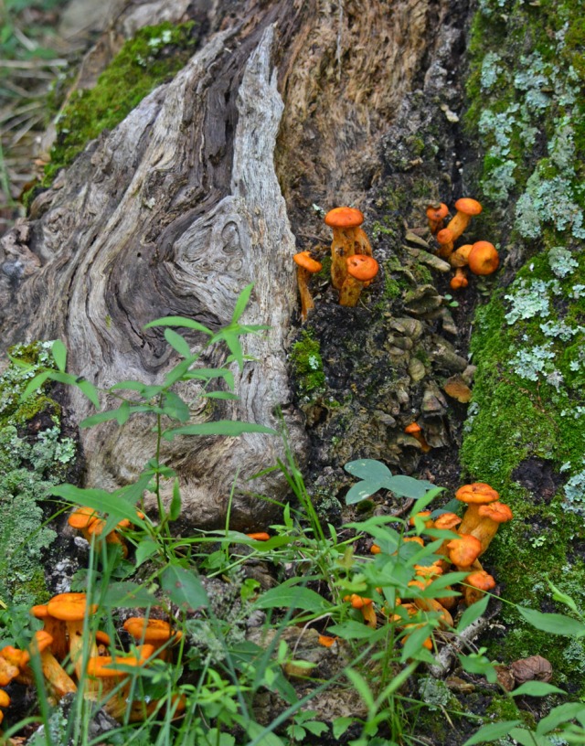 orange mushrooms on tree trunk